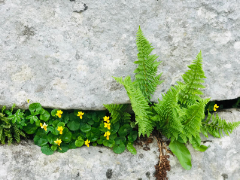 IntegrativePsy ShirleyColmant Article CeQueJaiVecu